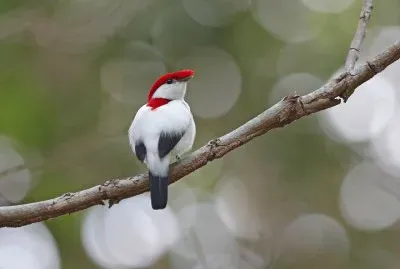 Manichino di araripe