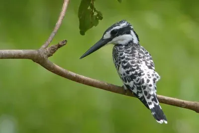 Martin pescatore bianco e nero jigsaw puzzle