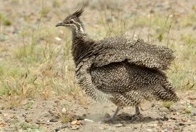 Martinetta dal ciuffo