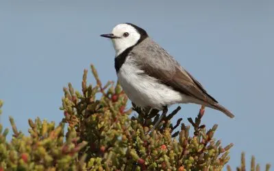 Mellifago frontebianca