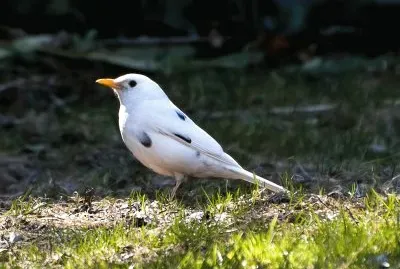 Merlo bianco
