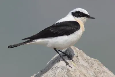 Monachella