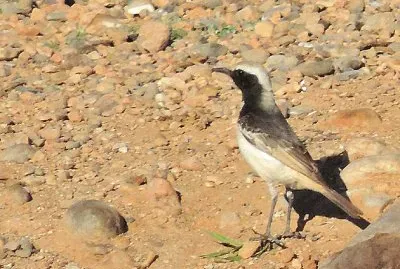 Monachella mesta
