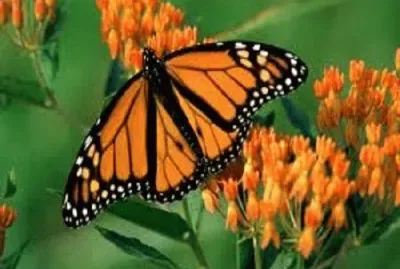 Mariposa monarca