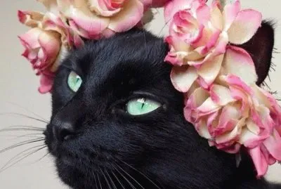 Belleza negra gatuna