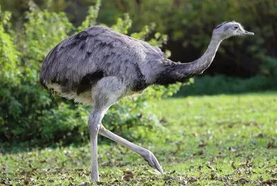 Nandu