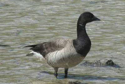 פאזל של Oca colombaccio