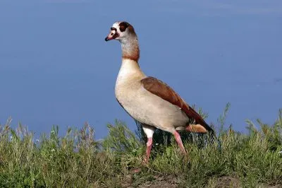 פאזל של Oca egiziana