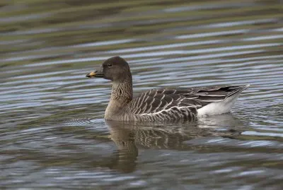 Oca granaiola della tundra