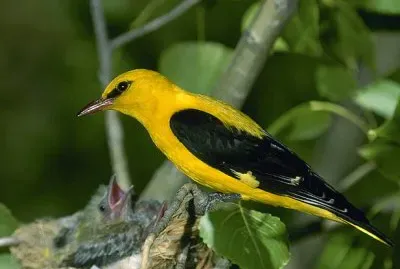 Oropendola europea