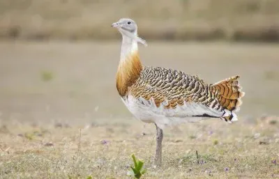 Otarda comune