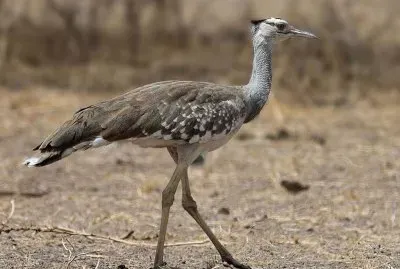 Otarda araba