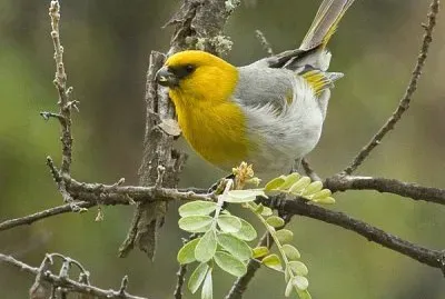 Palila