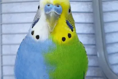 Pappagallino