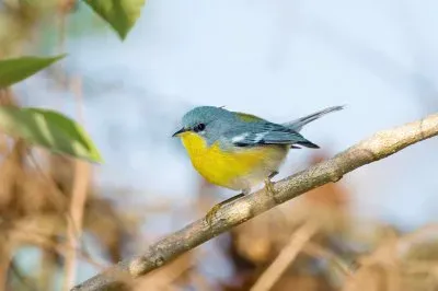 פאזל של Parula tropicale