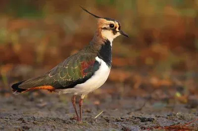 Pavoncella
