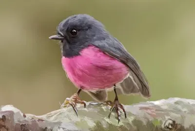 פאזל של Pettirosa