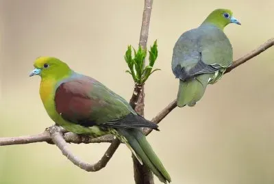 פאזל של Piccione verde africano