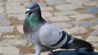 פאזל של Piccione comune