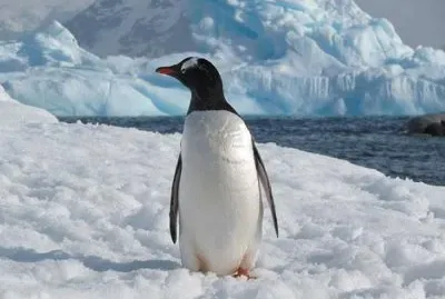 Pinguino antartico