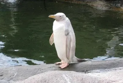 Pinguino albino