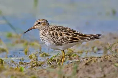 Piro piro siberiano