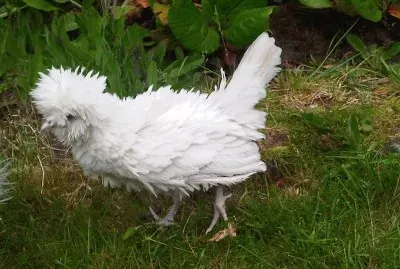 Pollo a penna riccia