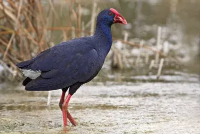 Pollo sultano