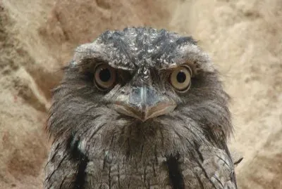 Potargo jigsaw puzzle