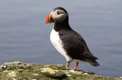 Pulcinella di mare jigsaw puzzle