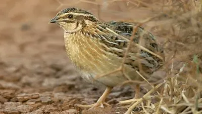 Quaglia jigsaw puzzle