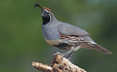 Quaglia di Gambel jigsaw puzzle