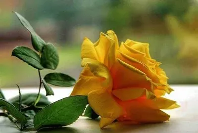 פאזל של imagem