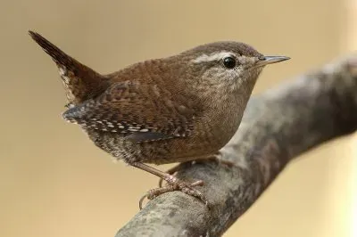 פאזל של Scricciolo