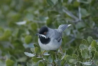 פאזל של Silvia di ruppel