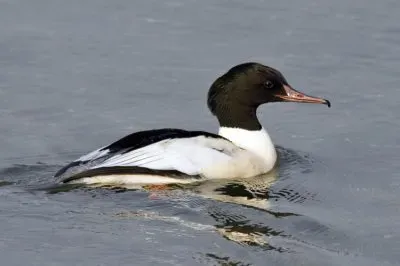 פאזל של Smergo