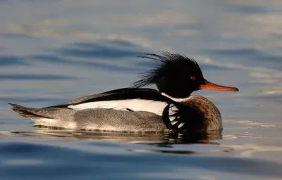 פאזל של Smergo minore