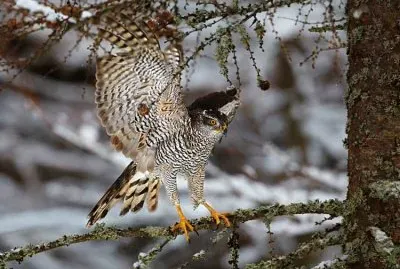 Sparviere euroasiatico
