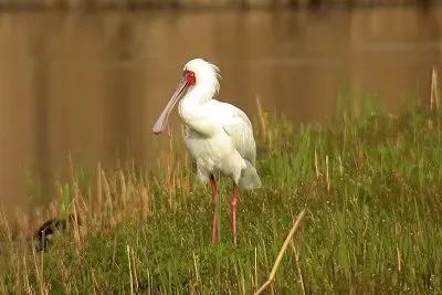 Spatola africana
