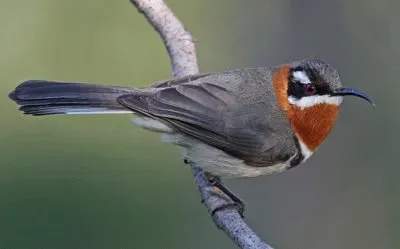 פאזל של Spinoncino occidentale