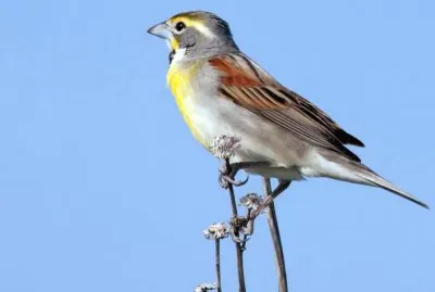 פאזל של Spiza americana