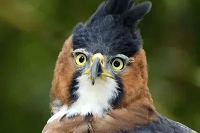 פאזל של Spizaeto ornato