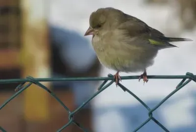 chloris chloris
