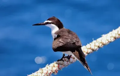 פאזל של Sterna delle redini