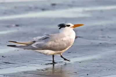 פאזל של Sterna reale