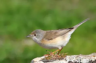 Sterpazzola
