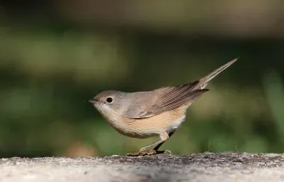 פאזל של Sterpazzolina