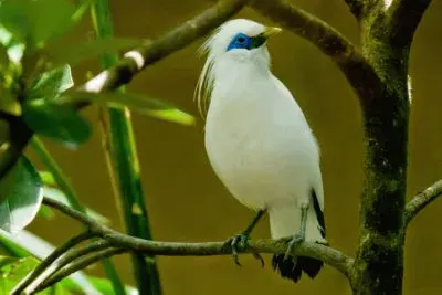 פאזל של Storno di bali