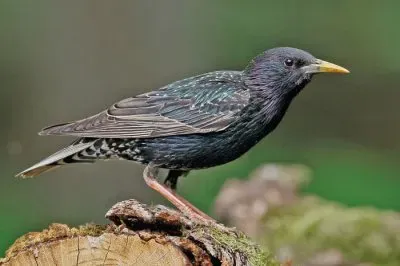 פאזל של Storno splendido