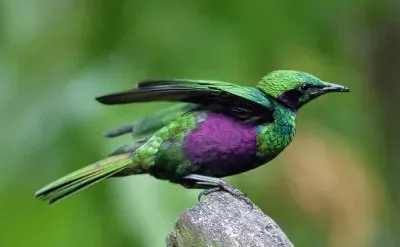 פאזל של Storno smeraldo